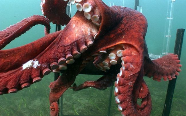 Aliens des fonds marins - Idéacom International