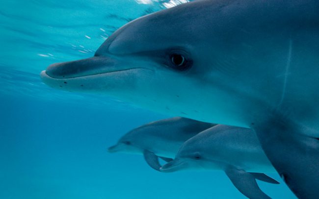 Conversation avec les dauphins - Idéacom International