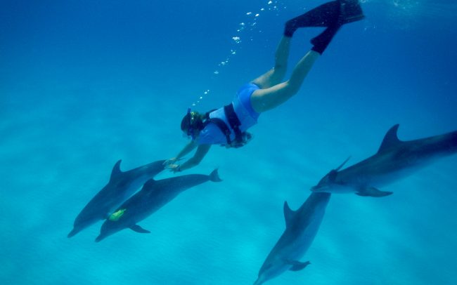 Conversation avec les dauphins - Idéacom International