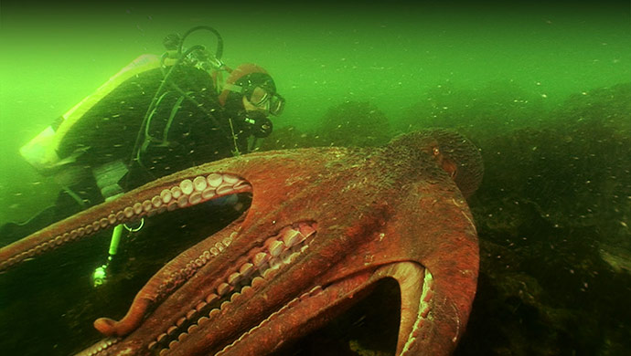 Aliens des fonds marins - Idéacom International