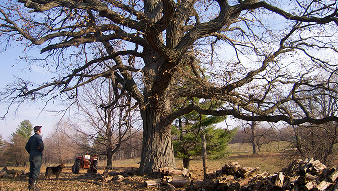 Le Chêne et le roseau, quel avenir pour l’agriculture? - Idéacom International