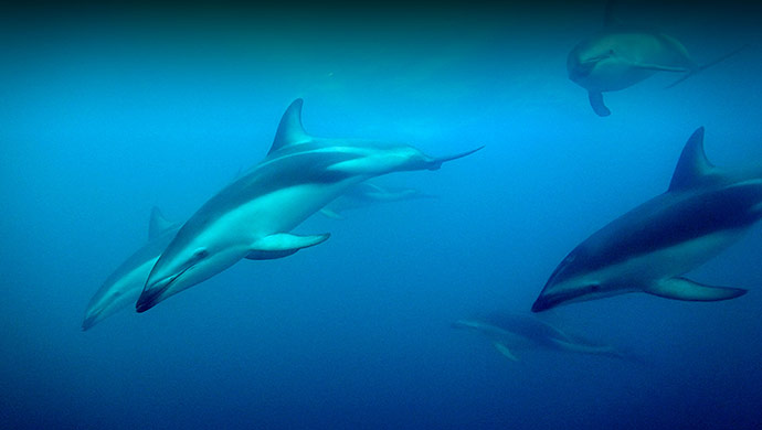 Conversation avec les dauphins - Idéacom International