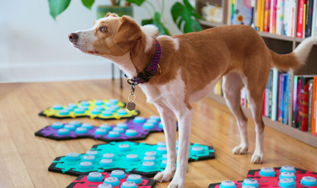 Can Dogs Talk?