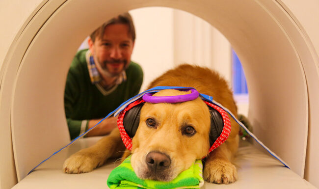 Can Dogs Talk?